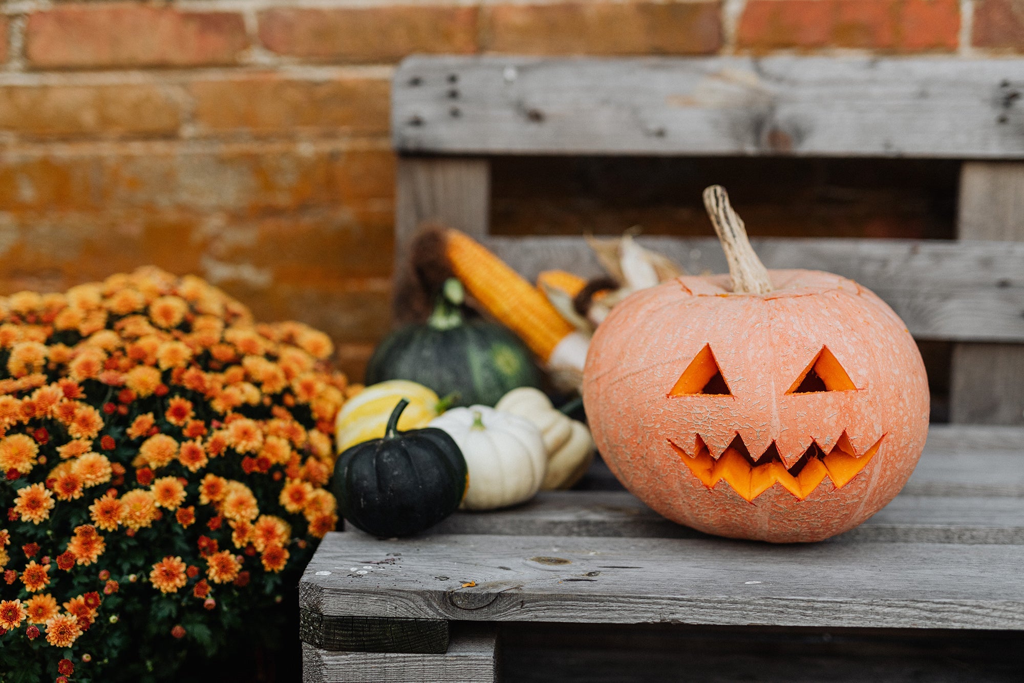 Halloween flowers in Cincinnati, OH | Kroger – Local Flower Delivery