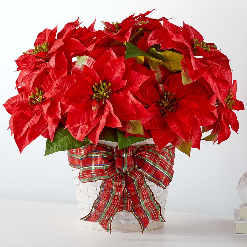 Happiest Holidays Poinsettia – Kroger, Cincinnati OH