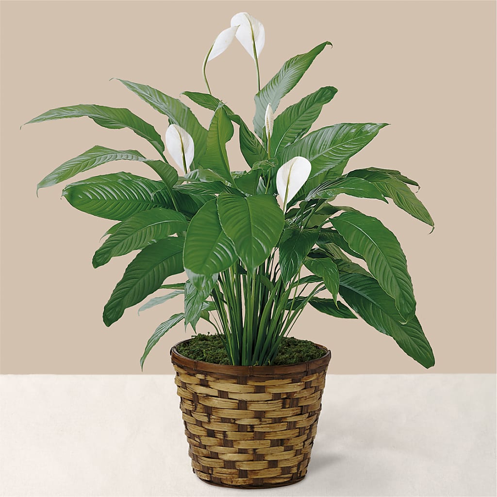 Tranquil Moments Peace Lily Plant – Kroger, Cincinnati OH