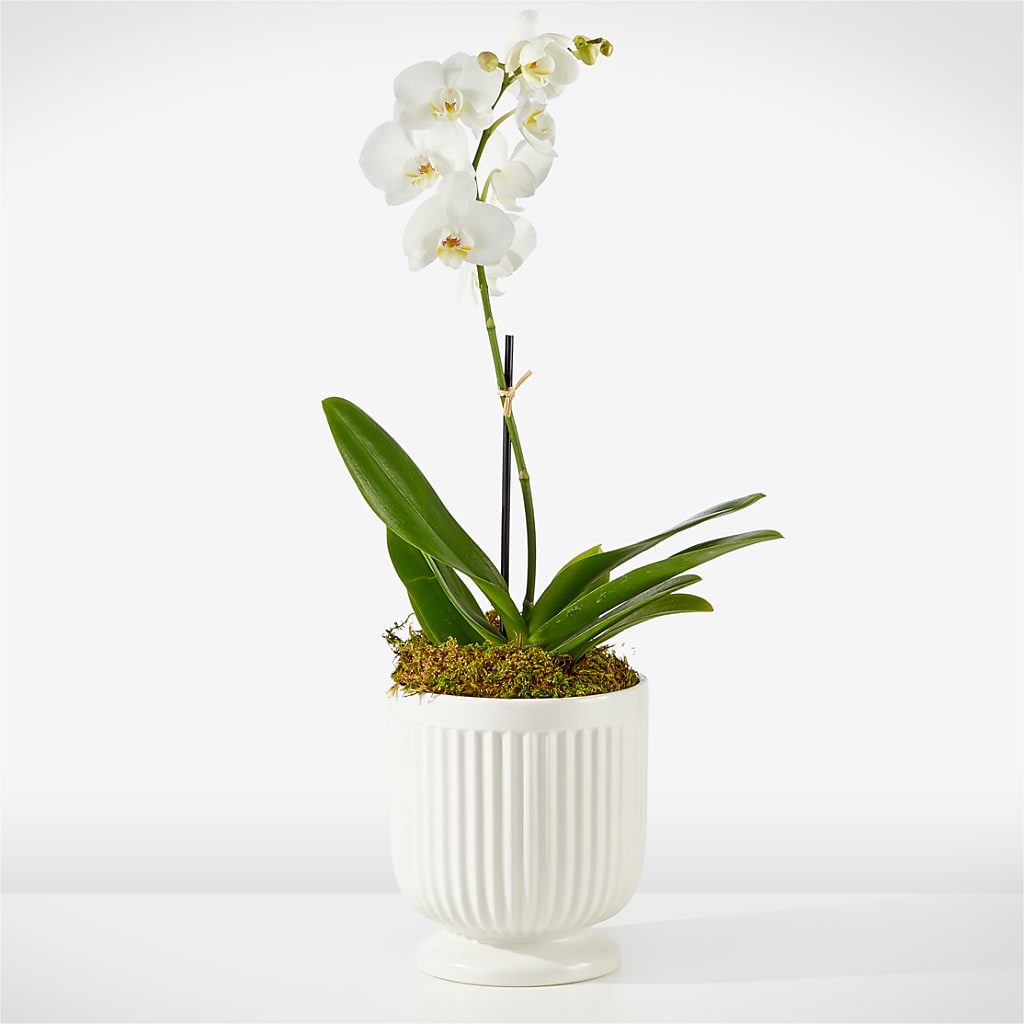 Whispering White Orchid – Kroger, Cincinnati OH