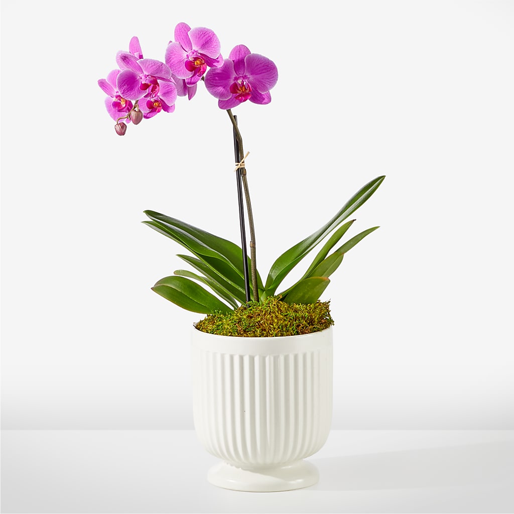 Friendly Fuchsia Orchid – Kroger, Cincinnati OH
