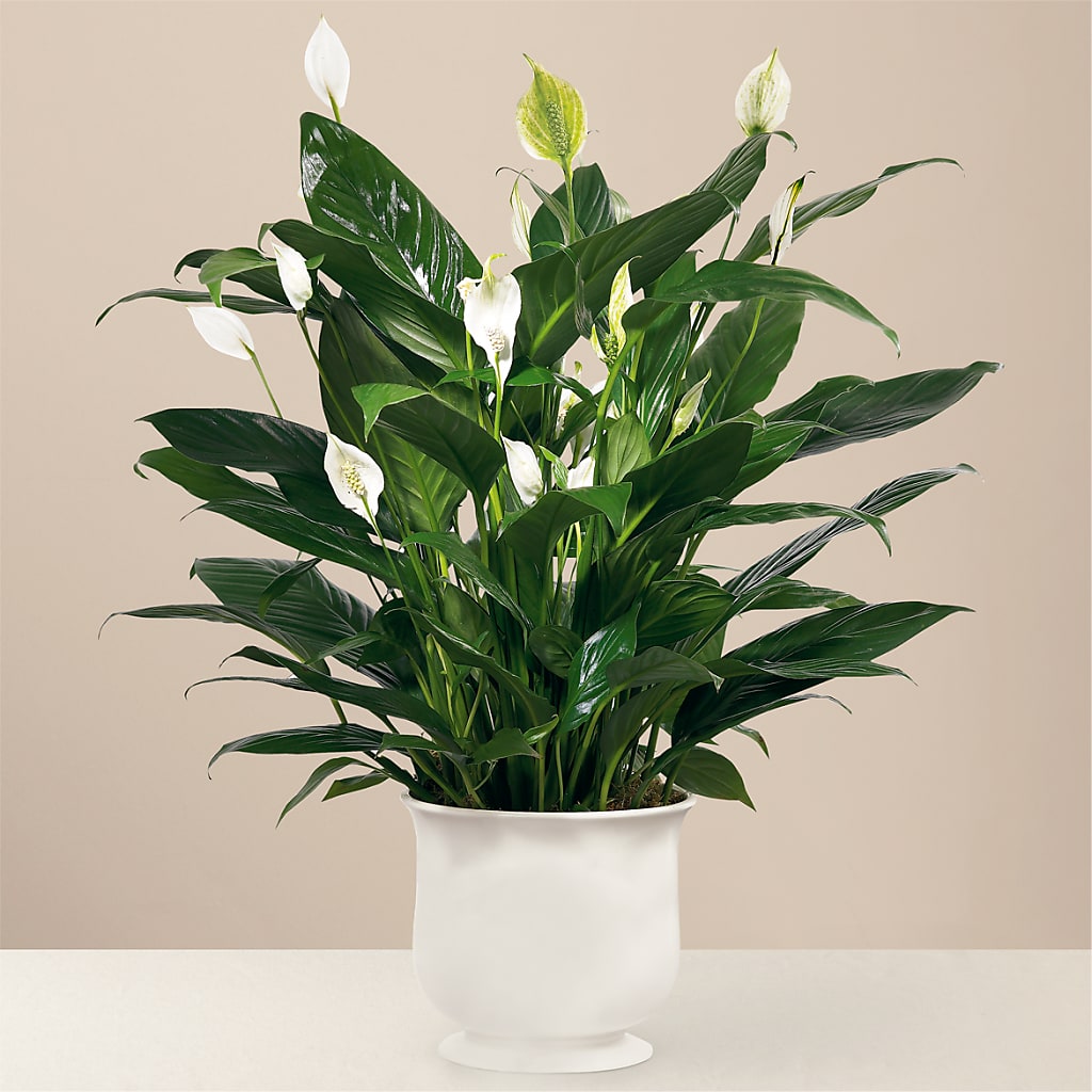 Comfort Planter – Kroger, Cincinnati OH