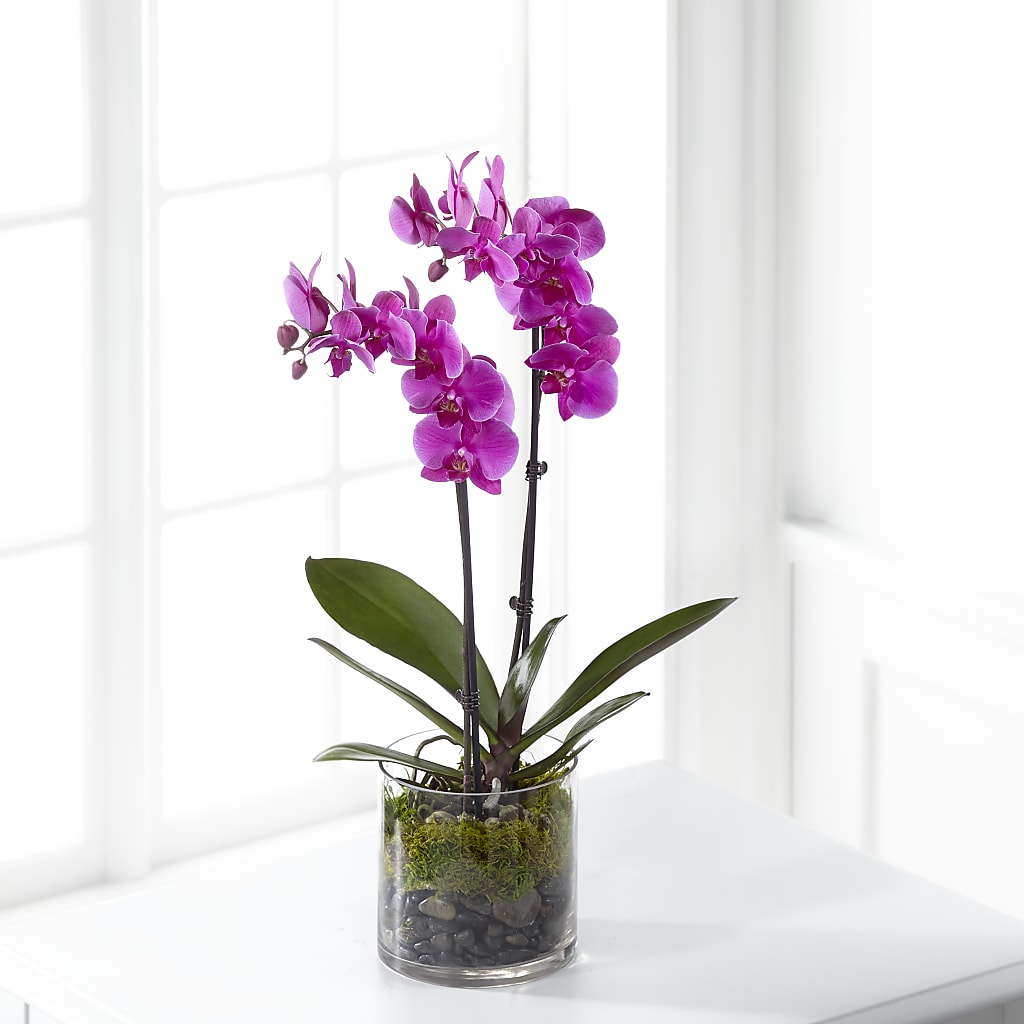 Pink Orchid Plant – Kroger, Cincinnati OH
