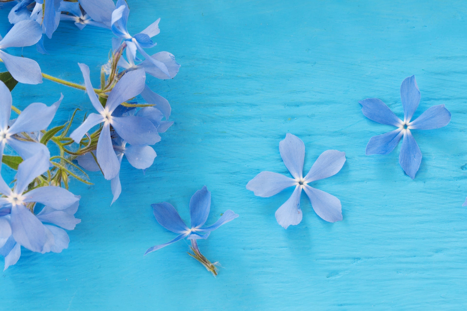 Shop Flowers by Color | Kroger Cincinnati