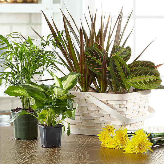 Florist Designed Blooming and Green Plants in a Basket –  Kroger, Cincinnati OH