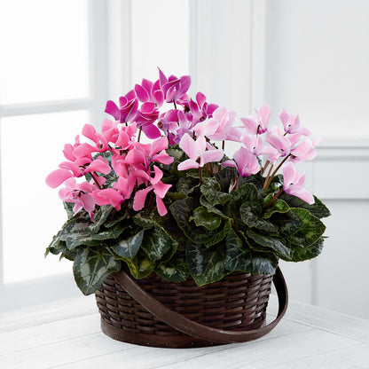 Mixed Cyclamen Planter –  Kroger, Cincinnati OH