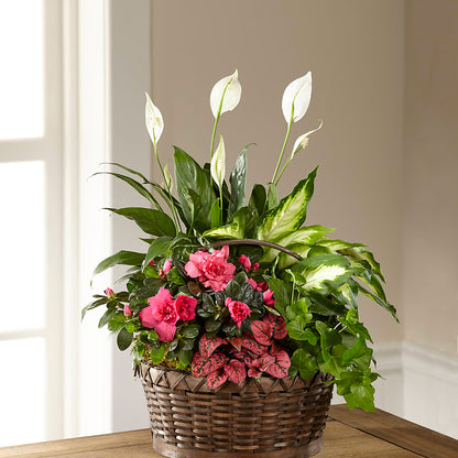 Dream in Pink Dishgarden –  Kroger, Cincinnati OH