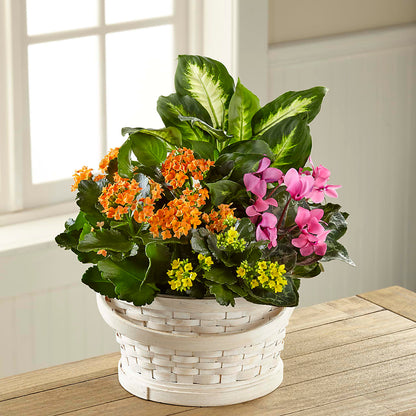 Color Crush Dishgarden –  Kroger, Cincinnati OH