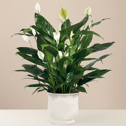 Comfort Planter –  Kroger, Cincinnati OH