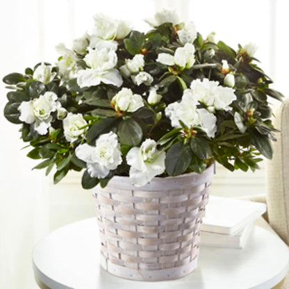 White Azalea Plant –  Kroger, Cincinnati OH
