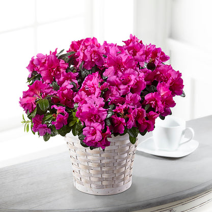 Hope & Serenity Azalea Plant –  Kroger, Cincinnati OH