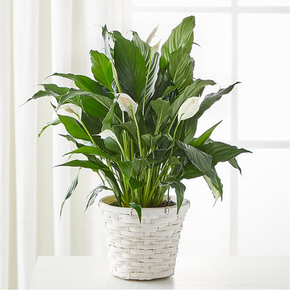 peace lily hanging plant A New Leaf Peace Lily – white flower arrangement | Cincinnati, OH