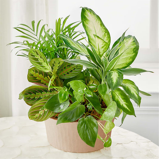 Balance & Harmony Dishgarden –  Kroger, Cincinnati OH