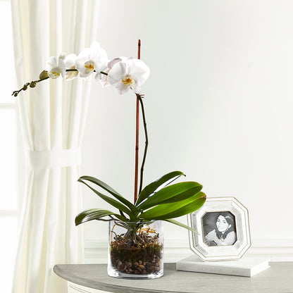 White Orchid Planter –  Kroger, Cincinnati OH